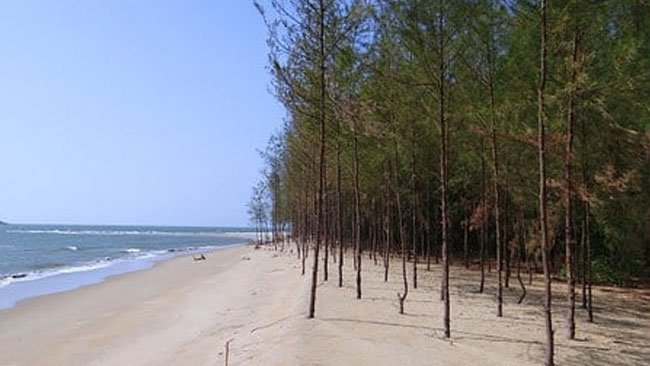 Cemara Laut, Penjaga Pantai yang Tangguh dengan Beragam Manfaat