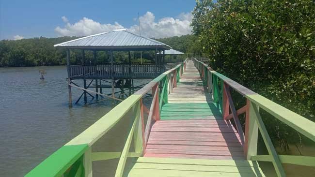 Saat Jokowi Menanam Mangrove, Herianto Terkantuk-kantuk di Luppung