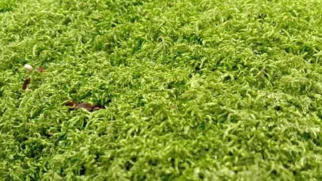 Terkesan Tidak Penting, Rupanya Lumut Memiliki Beragam Manfaat