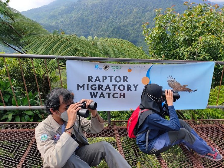 Mengenal Burung Raptor Imigran yang Menakjubkan dan Fakta Unik Tentangnya