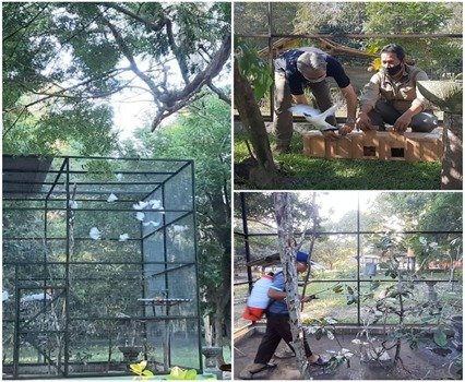 Puluhan Ekor Burung Curik Dilepasliarkan di Taman Nasional Bali Barat