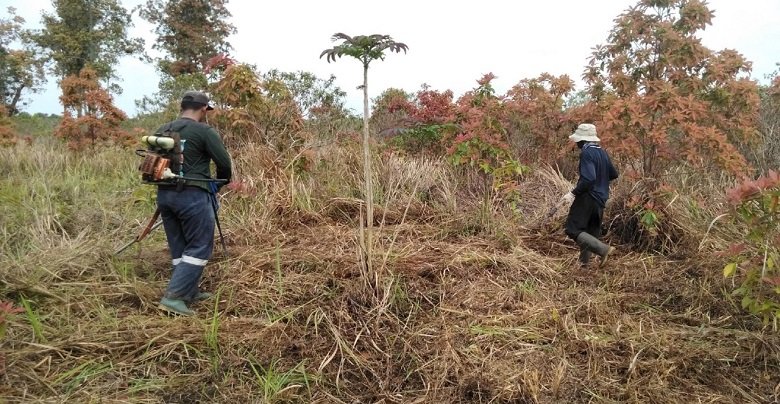 Restorasi Hutan, Pengertian dan Manfaatnya