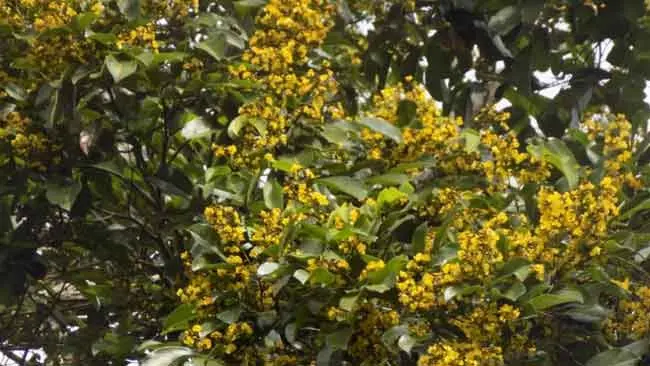 Hanya Ada di Sulawesi, Nasib Pohon Kalapi Semakin Memprihatinkan