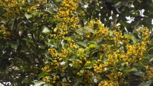 Hanya Ada di Sulawesi, Nasib Pohon Kalapi Semakin Memprihatinkan