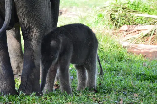 Kisah Dua Ekor Gajah Sumatra yang Lahir di Bulan April