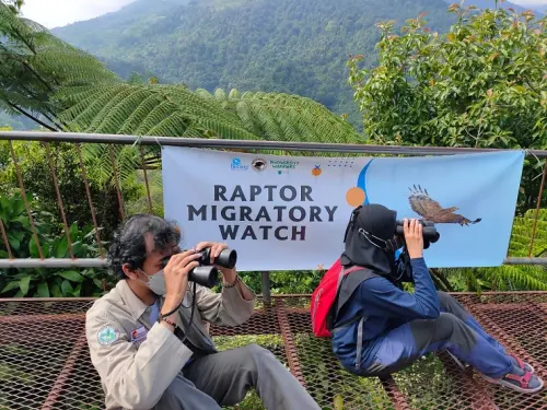 Mengenal Burung Raptor Imigran yang Menakjubkan dan Fakta Unik Tentangnya