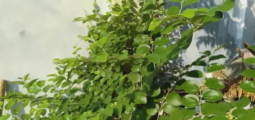 Mengenal Pohon Bidara, Tanaman yang Dipercaya dapat Mengusir Makluk Halus