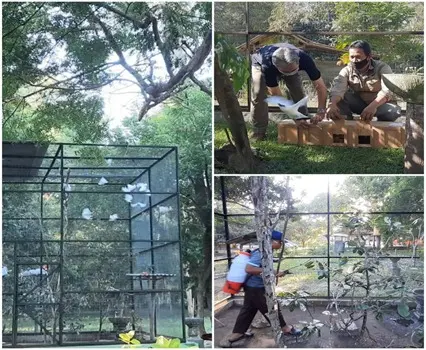 Puluhan Ekor Burung Curik Dilepasliarkan di Taman Nasional Bali Barat