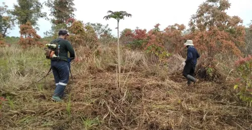 Restorasi Hutan, Pengertian dan Manfaatnya