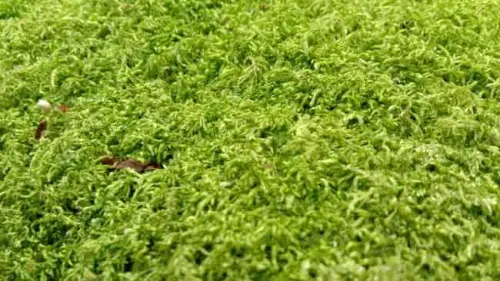Terkesan Tidak Penting, Rupanya Lumut Memiliki Beragam Manfaat