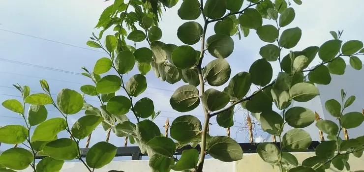 Waspada Kolestrol Usai Lebaran, Rebusan Daun Bidara Boleh Dicoba!
