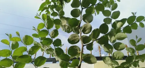 Waspada Kolestrol Usai Lebaran, Rebusan Daun Bidara Boleh Dicoba!