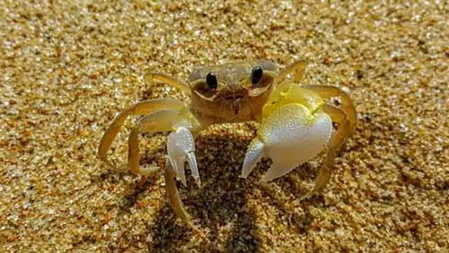 5 Dampak Kebisingan Terhadap Invertebrata Laut dan Ekosistem