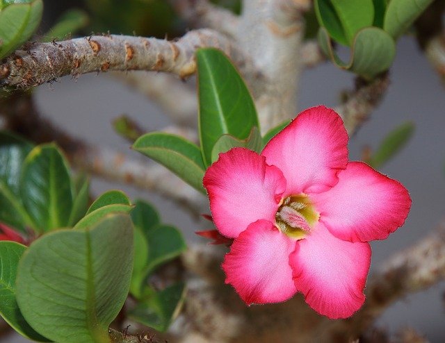 7 Kesalahan yang Perlu Dihindari dalam Perawatan Bunga Adenium