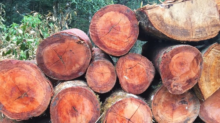 Covid-19, 'Illegal Logging' Meningkat, Industri Kayu Anjlok