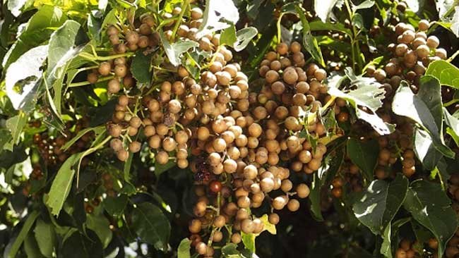 Pohon Sikkam, Tanaman Obat dan Pewarna Alami Warisan Leluhur