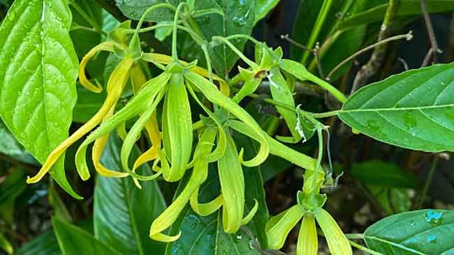 Pohon Kenanga, Pohon Penghasil Minyak Atsiri yang Melimpah