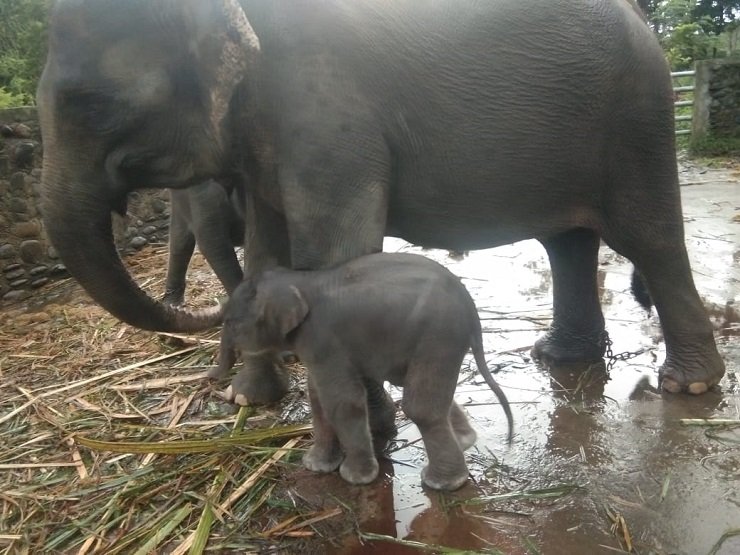 Seekor Anak Gajah Sumatera Lahir di PLSK Tangkahan