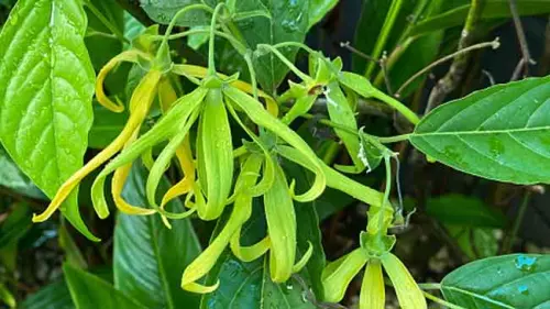 Pohon Kenanga, Pohon Penghasil Minyak Atsiri yang Melimpah