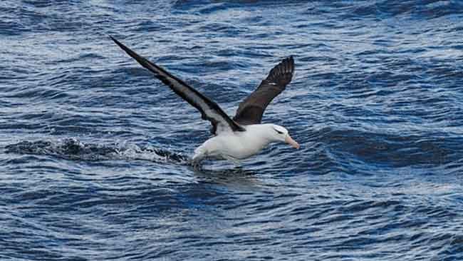 Pudarnya Kesetiaan Burung Laut Albatros di Tangan Perubahan Iklim