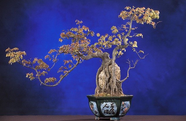 Buat Pemula, Ini 5 Ciri Tanaman yang Cocok Dibonsai!