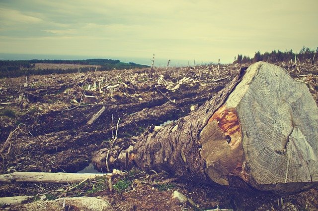 Pentingnya Transapansi Data demi Menekan Laju Kerusakan Hutan