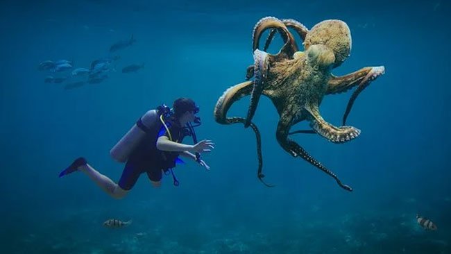 Derita Gurita, Peningkatan Suhu Laut Dapat Mengancam Penglihatan dan Kelangsungan Hidupnya