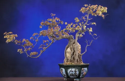 Buat Pemula, Ini 5 Ciri Tanaman yang Cocok Dibonsai!