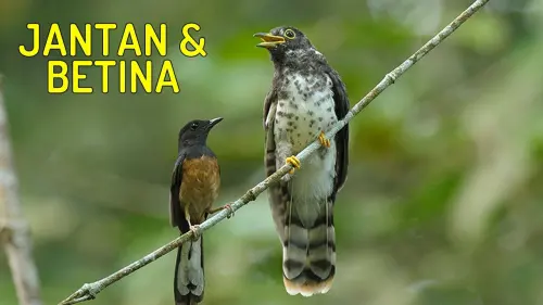 Burung Wiwik Kelabu yang Licik dan 5 Fakta Menarik Tentangnya