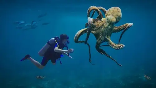Kenapa Para ilmuwan Menolak Peternakan Gurita?