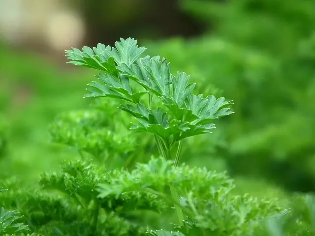 Manfaat Peterseli untuk Kesehatan, Tanaman Sayur yang Mirip Seledri