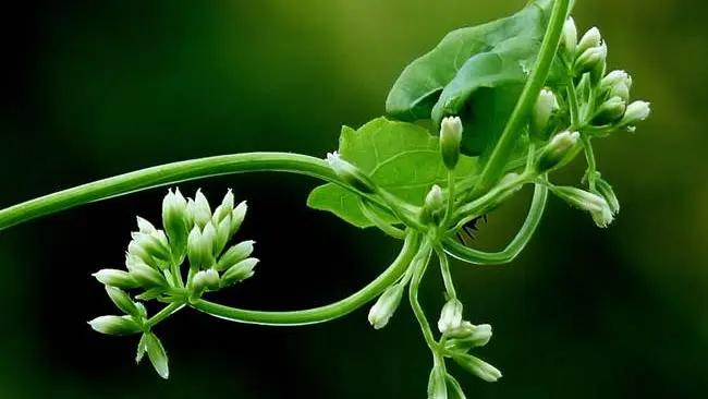 Menelisik Manfaat Daun Sembung Rambat dan Efek Sampingnya