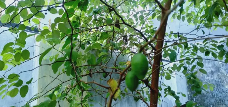 7 Manfaat Buah Bidara untuk Kesehatan, Menakjubkan!