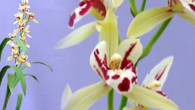Pesona Anggrek Cymbidium, Tanaman Hias Ekspor Berharga Tinggi