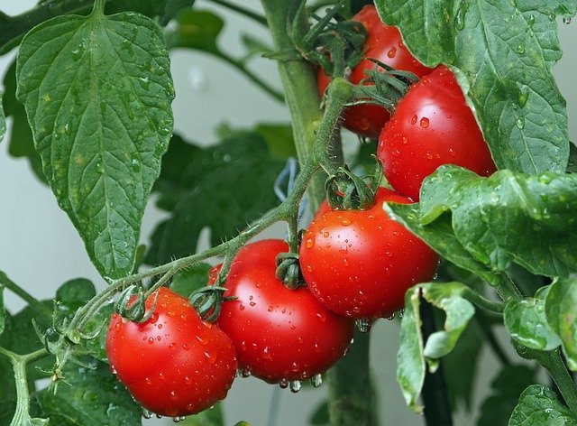 6 Jenis Sayuran yang Sebaiknya Dimasak Terlebih Dahulu Beserta Alasannya