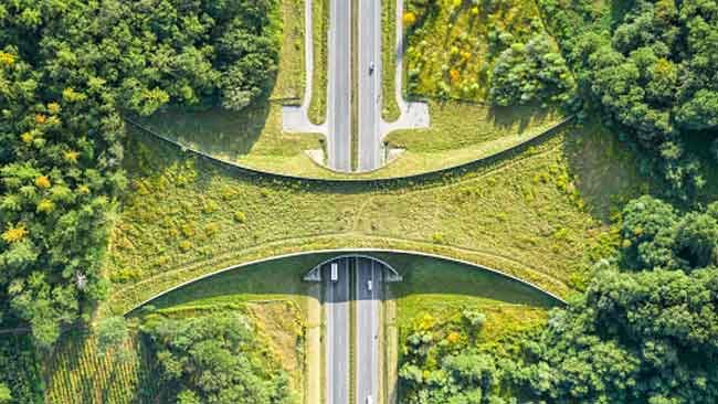 Ecoduct, Cara Cerdas Membantu Hewan Bertahan Hidup