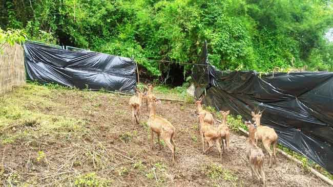 Kisah 9 Ekor Rusa Timor Berlarian ke Gunung Tunak di Penghujung Tahun