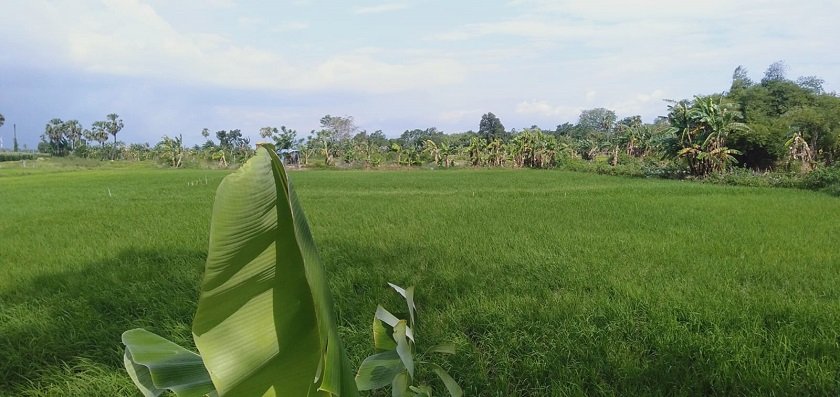 Masyarakat Adat Sudah Menerapkan Ekonomi Hijau Sejak Dulu
