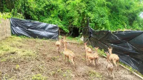 Kisah 9 Ekor Rusa Timor Berlarian ke Gunung Tunak di Penghujung Tahun