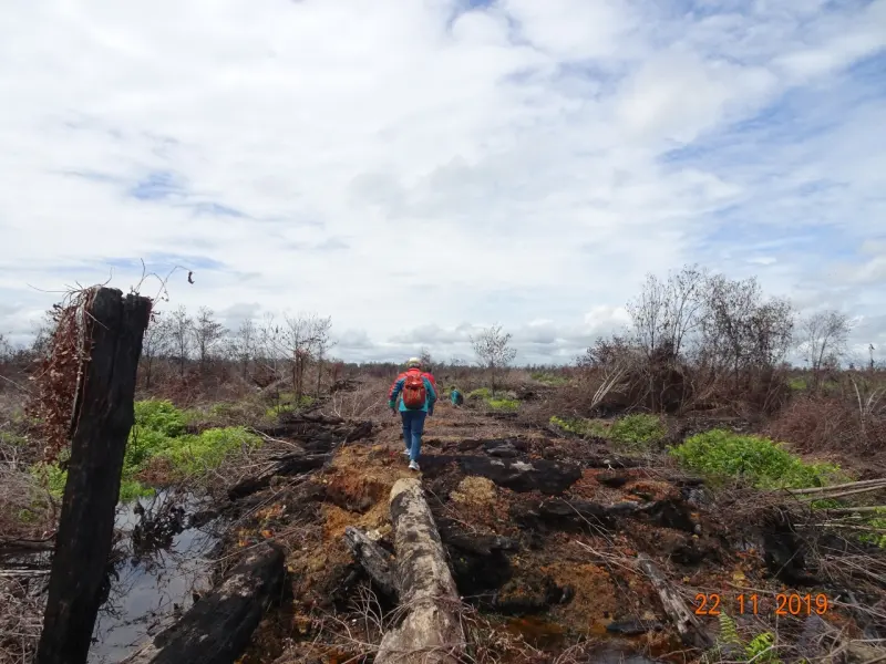 KLHK Menggugat Dua Korporasi Pembakar Hutan di Kalimantan