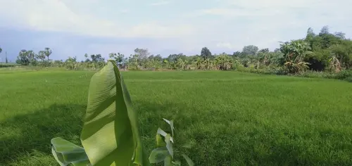 Masyarakat Adat Sudah Menerapkan Ekonomi Hijau Sejak Dulu