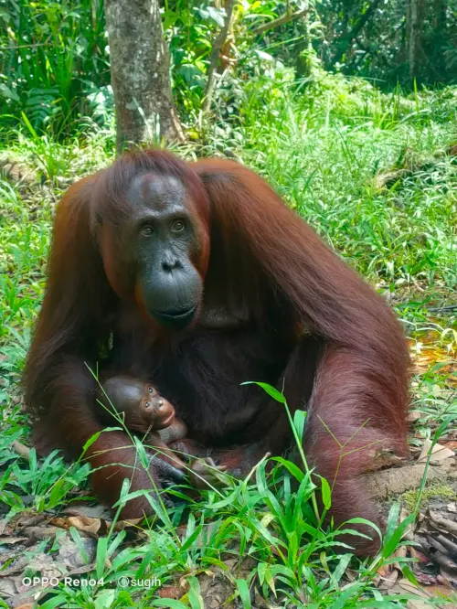 Mely, Bayi Mungil Orangutan ke-100 yang Lahir di SM Lamandau Kalteng