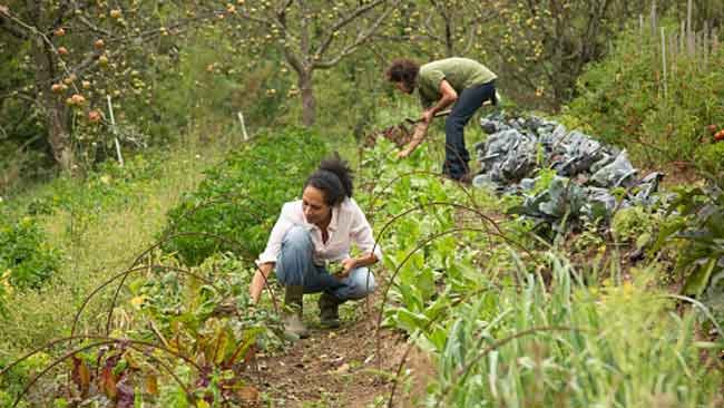 Permaculture, Suatu Konsep Menjaga Integritas Harmonisasi Alam dan Manusia