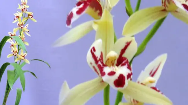 Pesona Anggrek Cymbidium, Tanaman Hias Ekspor Berharga Tinggi