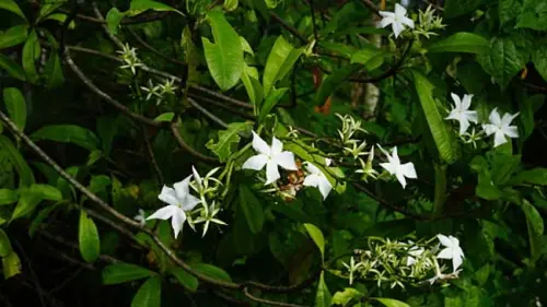 Pohon Bintaro, Tanaman Alternatif Insektisida Nabati