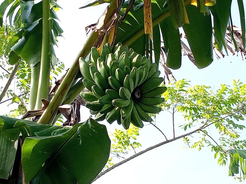6 Tips Sederhana Agar Pisang Kepok Tidak Berubah Warna Saat Direbus