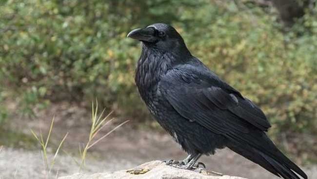 Di Singapura, Burung Gagak Hidup Merdeka tanpa Mitos