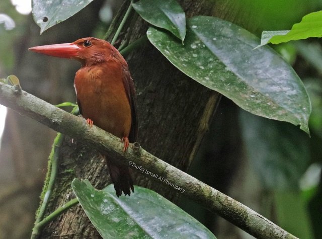 Kicau Burung Dapat Mengurangi Kecemasan dan Paranoid