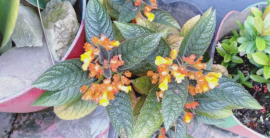 Kabar Baik dari Tanah Kalimantan, Dua Spesies Begonia Baru Ditemukan