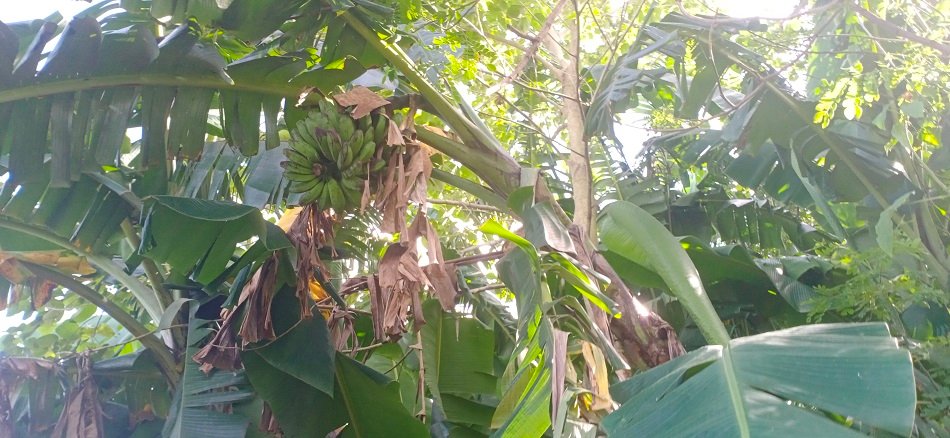 Daunnya “Wajib” Ada Saat Lebaran, Ini Filosofi Pohon Pisang